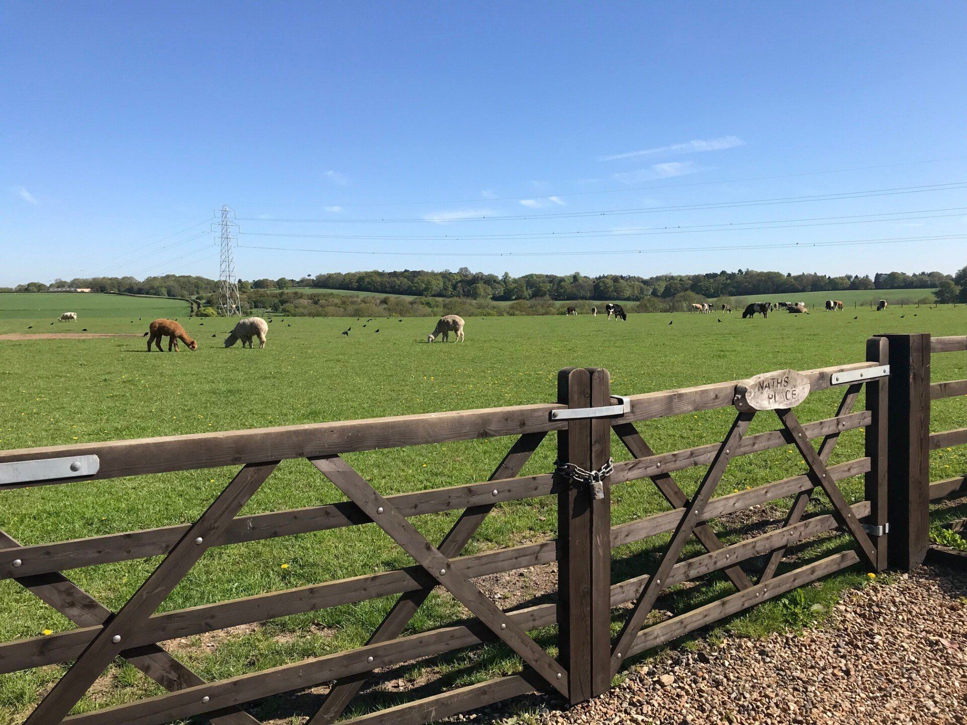 Sheep are grazing in a field behind a wooden fence.