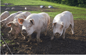 Pigs for sale