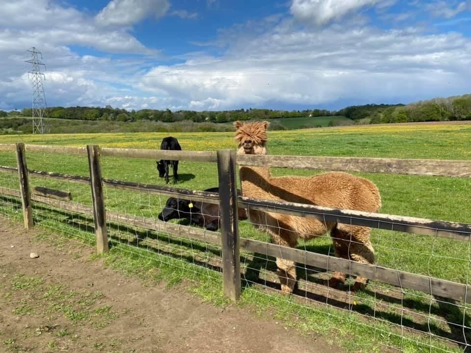 Two alpacas are standing in a field behind a wooden fence.