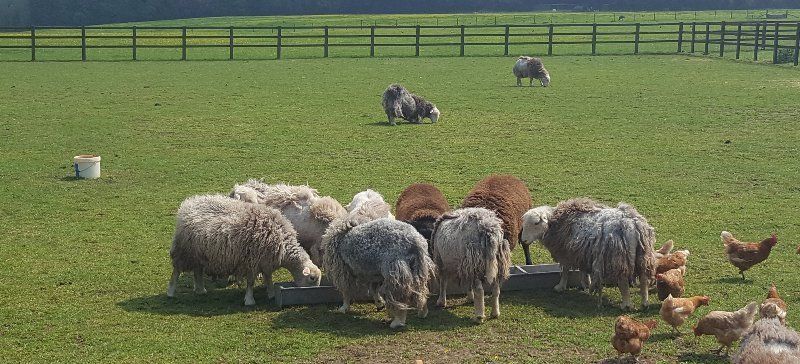 Sheep and goat rearing