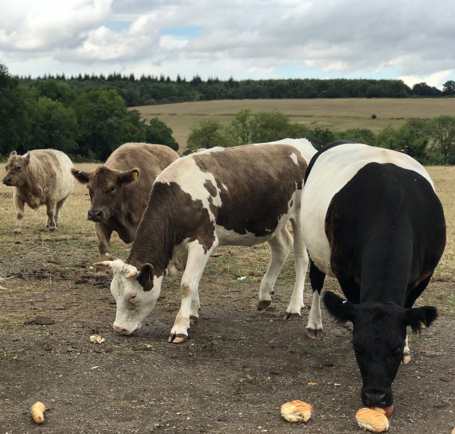 A herd of cows are grazing in a field