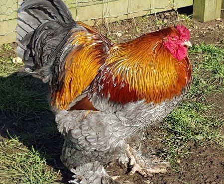 Chickens for sale