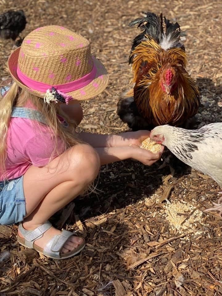 A little girl is feeding seed to a chicken