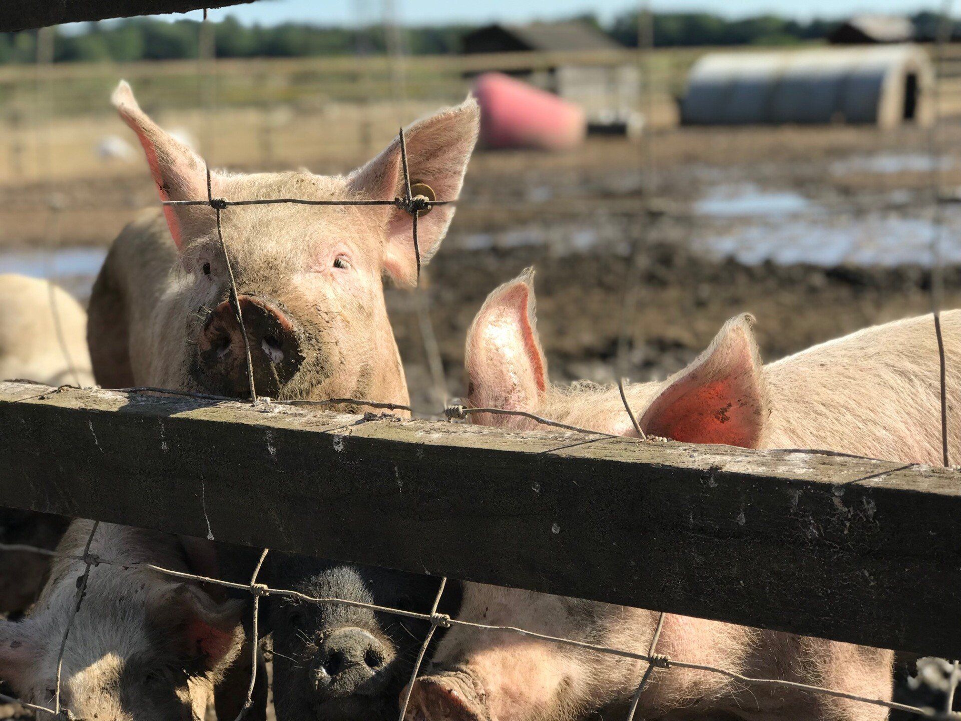 A group of pigs are behind a fence looking over it