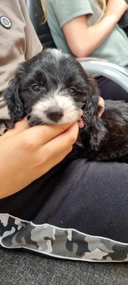 A person is holding a black and white puppy in their hands.