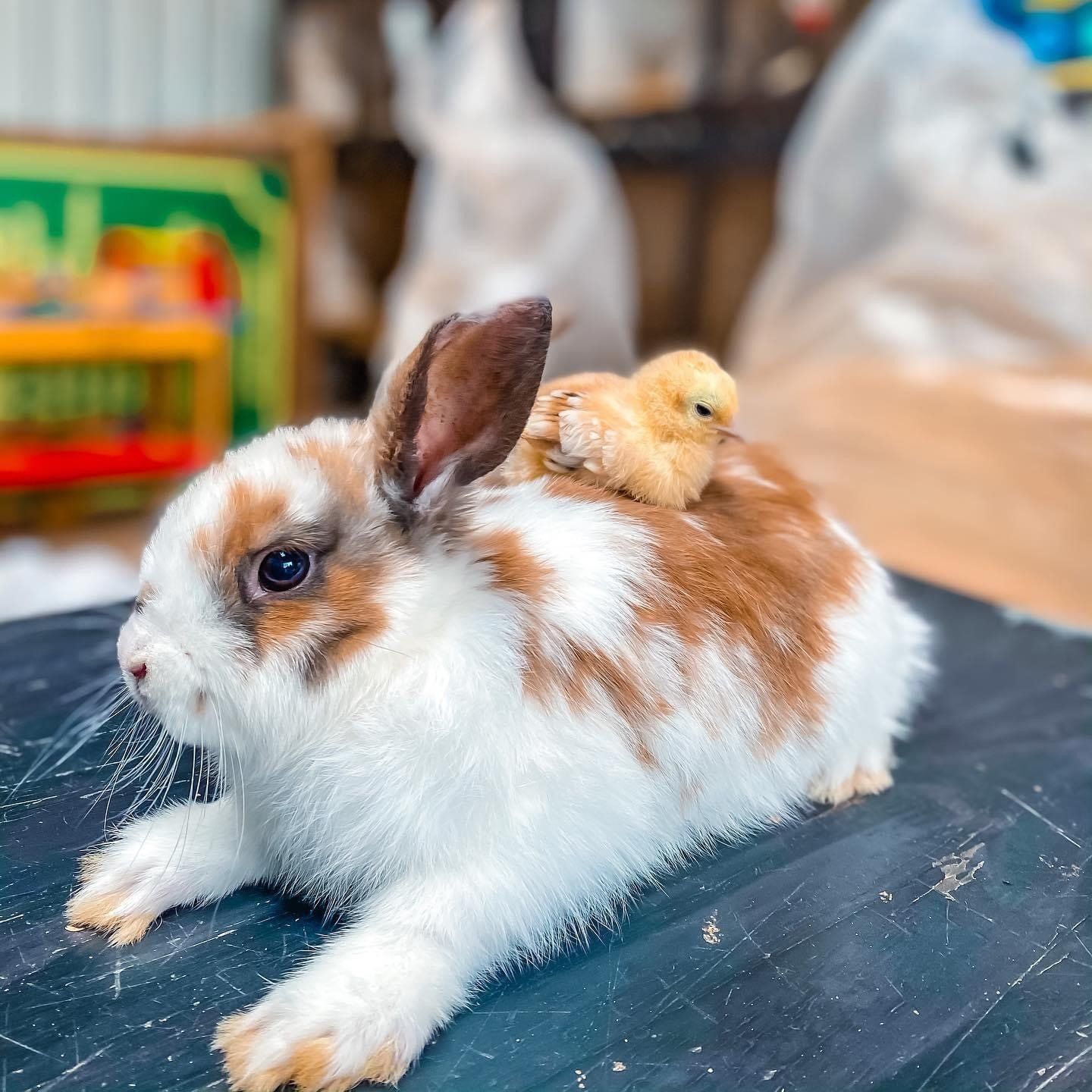A brown and white rabbit with a chick on its back