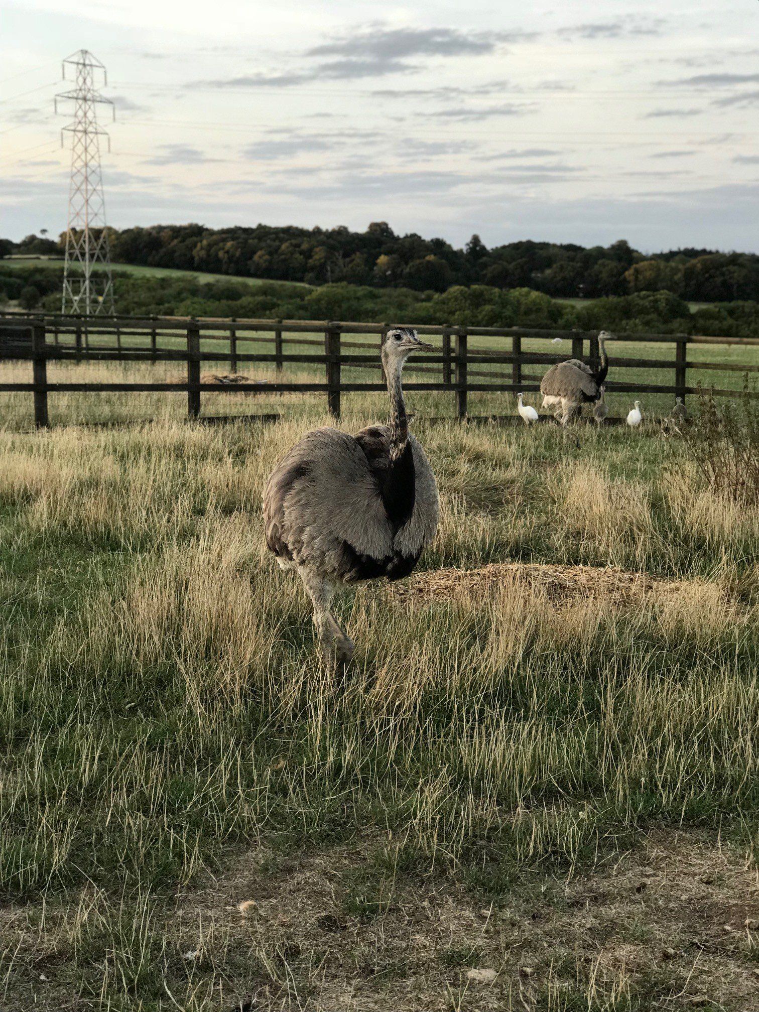 Two ostriches are standing in a field next to a fence.