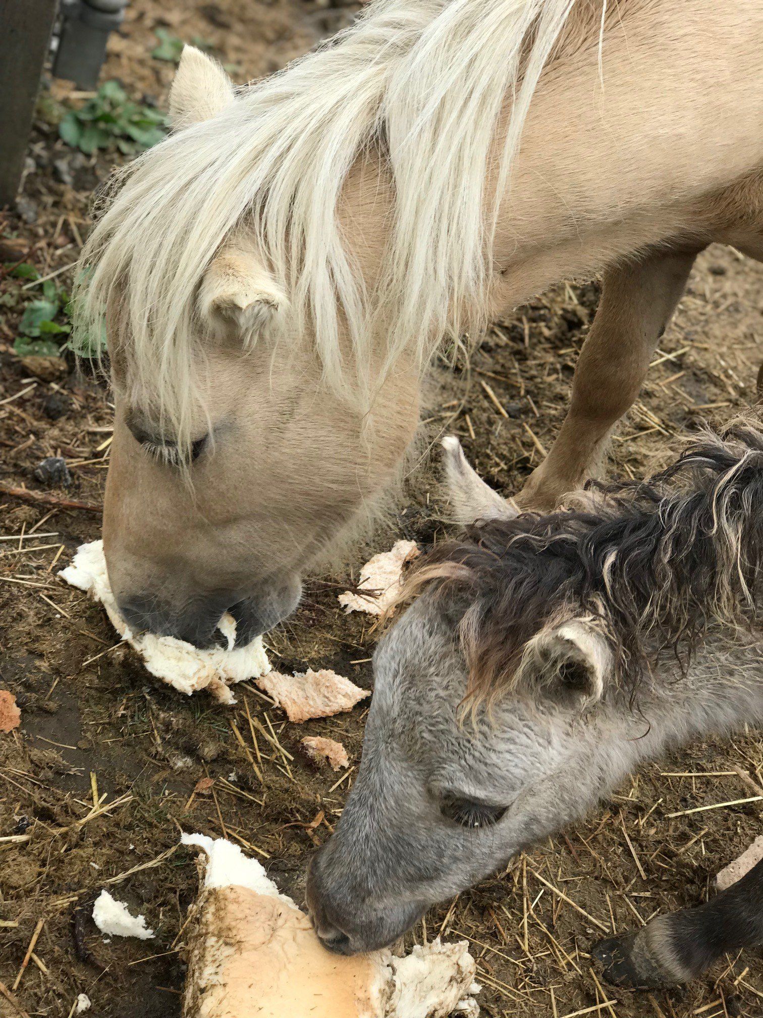 Two horses are eating bread together in the dirt.