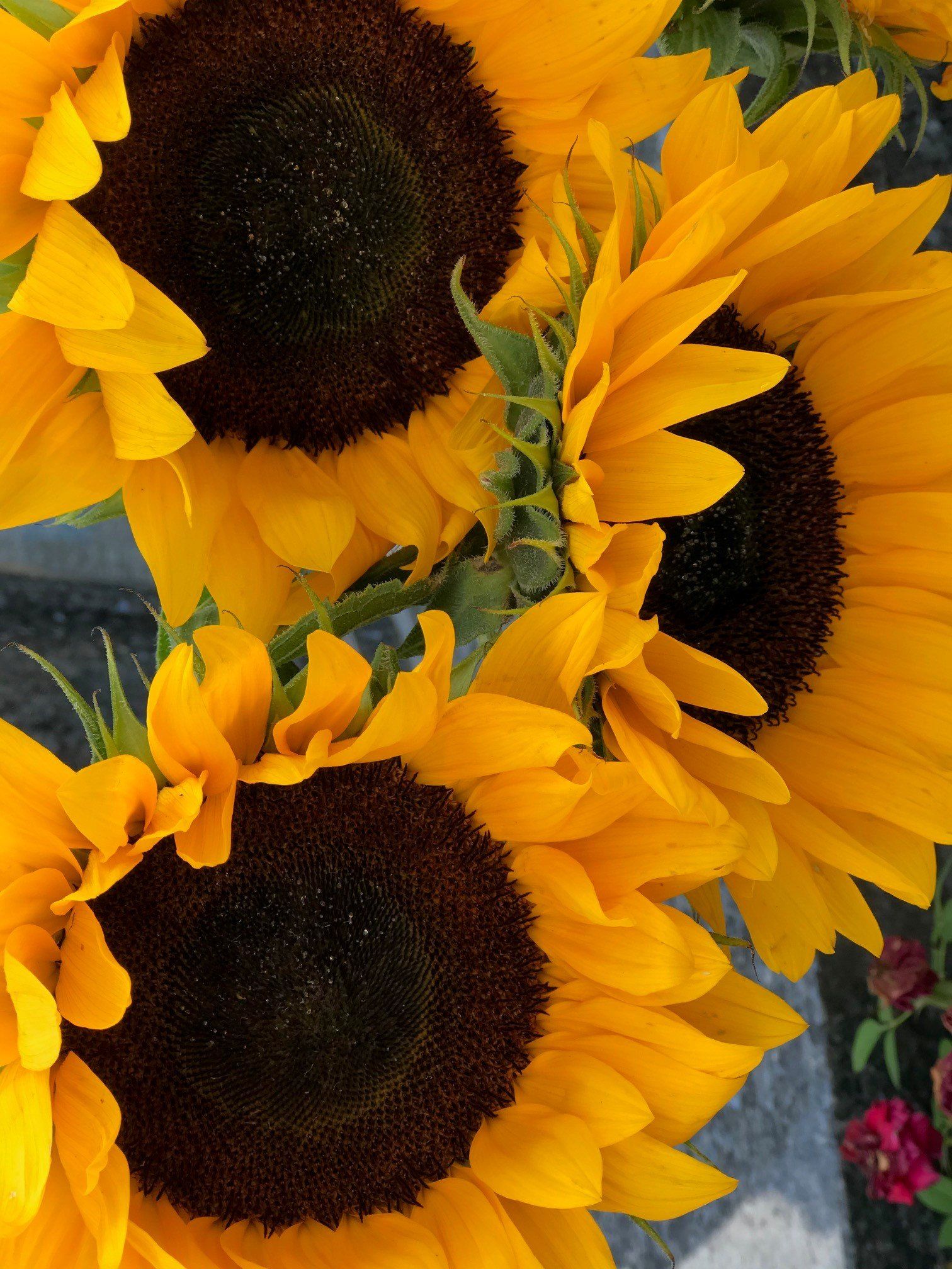 A bunch of sunflowers with a dark center