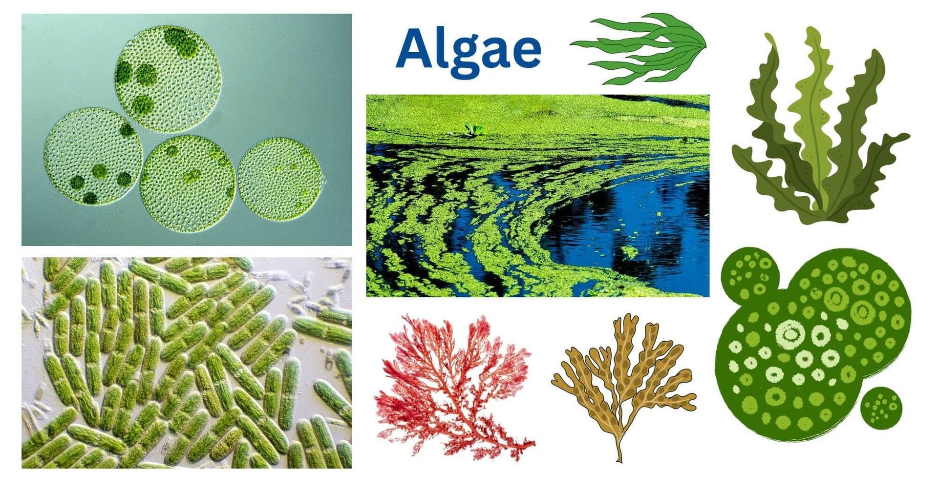 Two side-by-side images of a pond. One has leaves floating, the other reflects a cloudy sky. Trees and grass surround the pond.