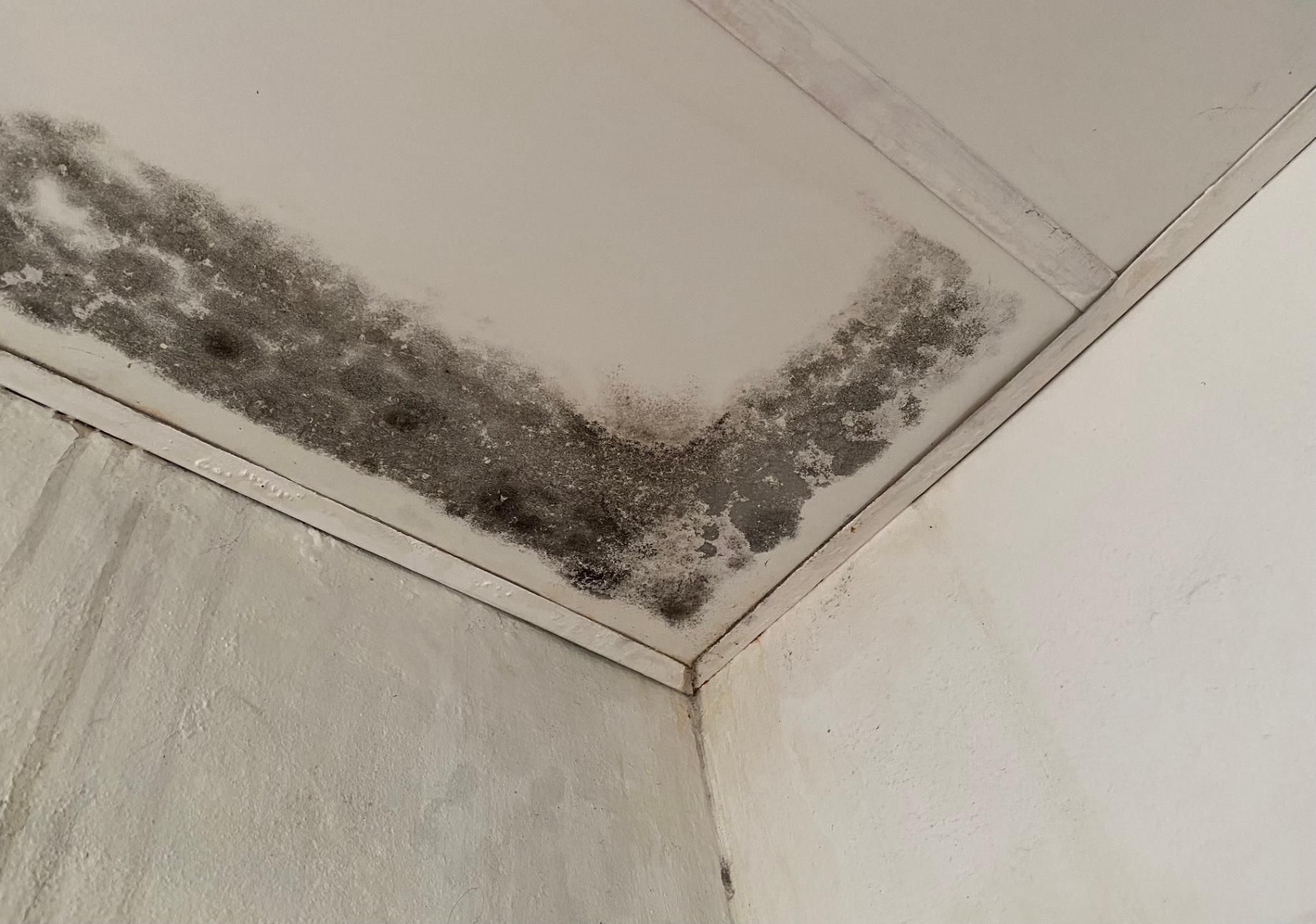 Dark, patchy mold growth spreading across a white ceiling in the corner of a room.