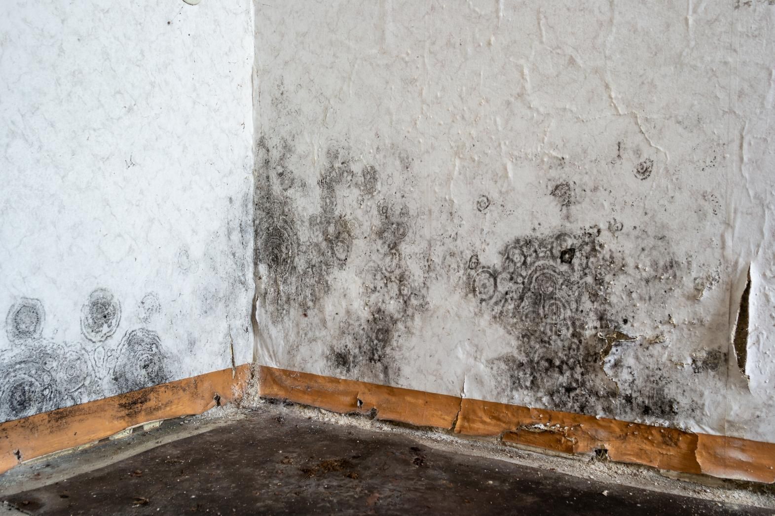 Black mold growth on a white corner wall with damaged baseboards and flooring.