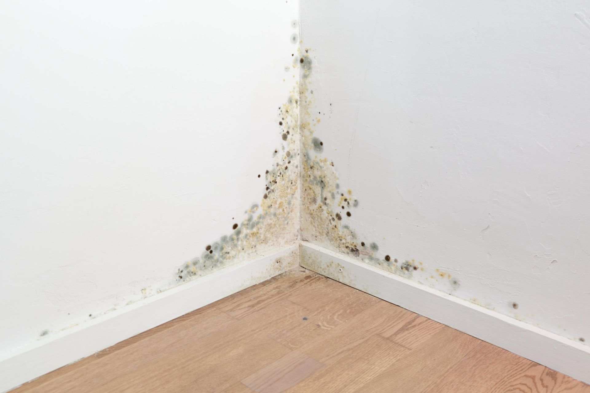 Black mold growth spreading along the corner where two white interior walls meet above a wooden floor.