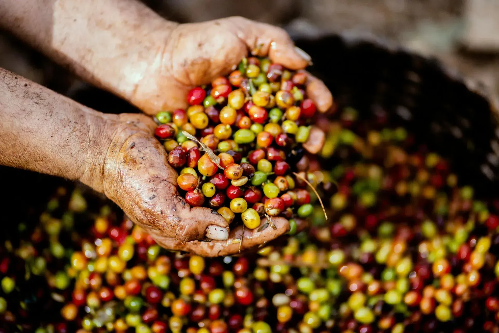 A person is holding a pile of coffee beans in their hands.