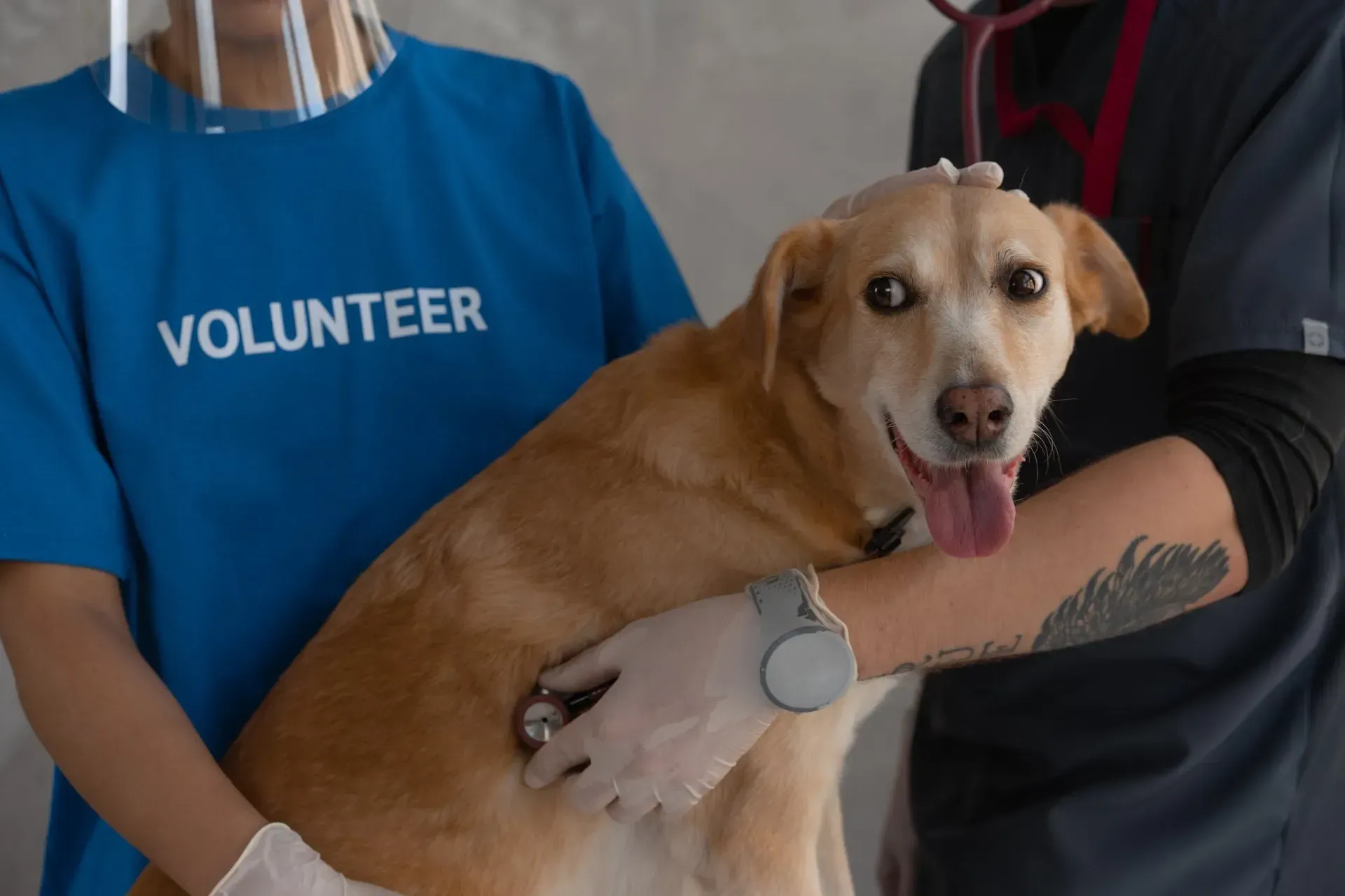 A volunteer and a veterinarian use a stethoscope to examine a tan dog wearing a gentle expression.