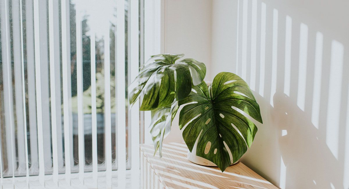 A potted plant is sitting on a table in front of a window with vertical blinds.