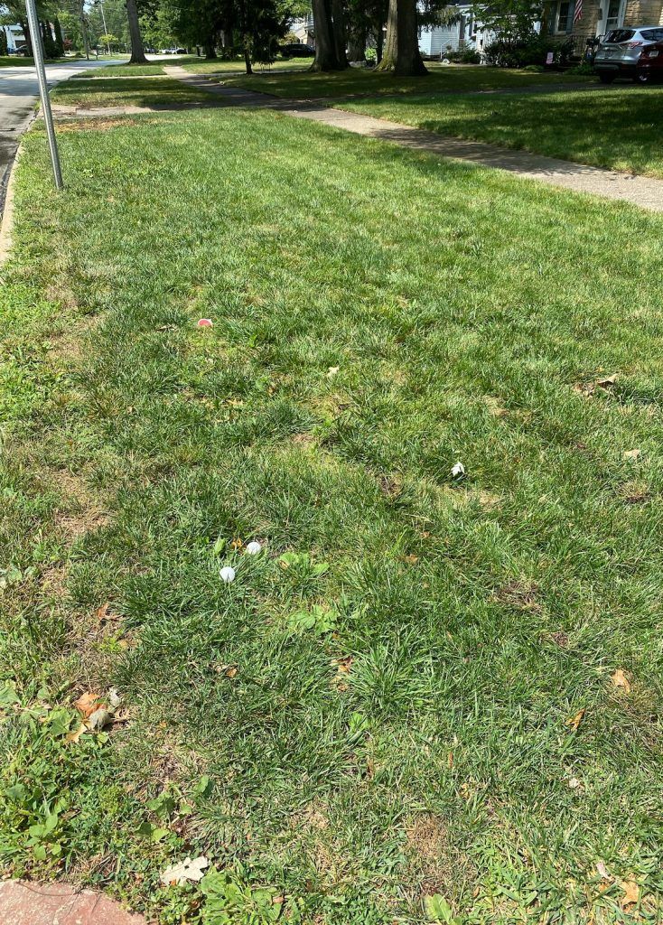 Green lawn next to a sidewalk with a sparse, light brown area in the center.
