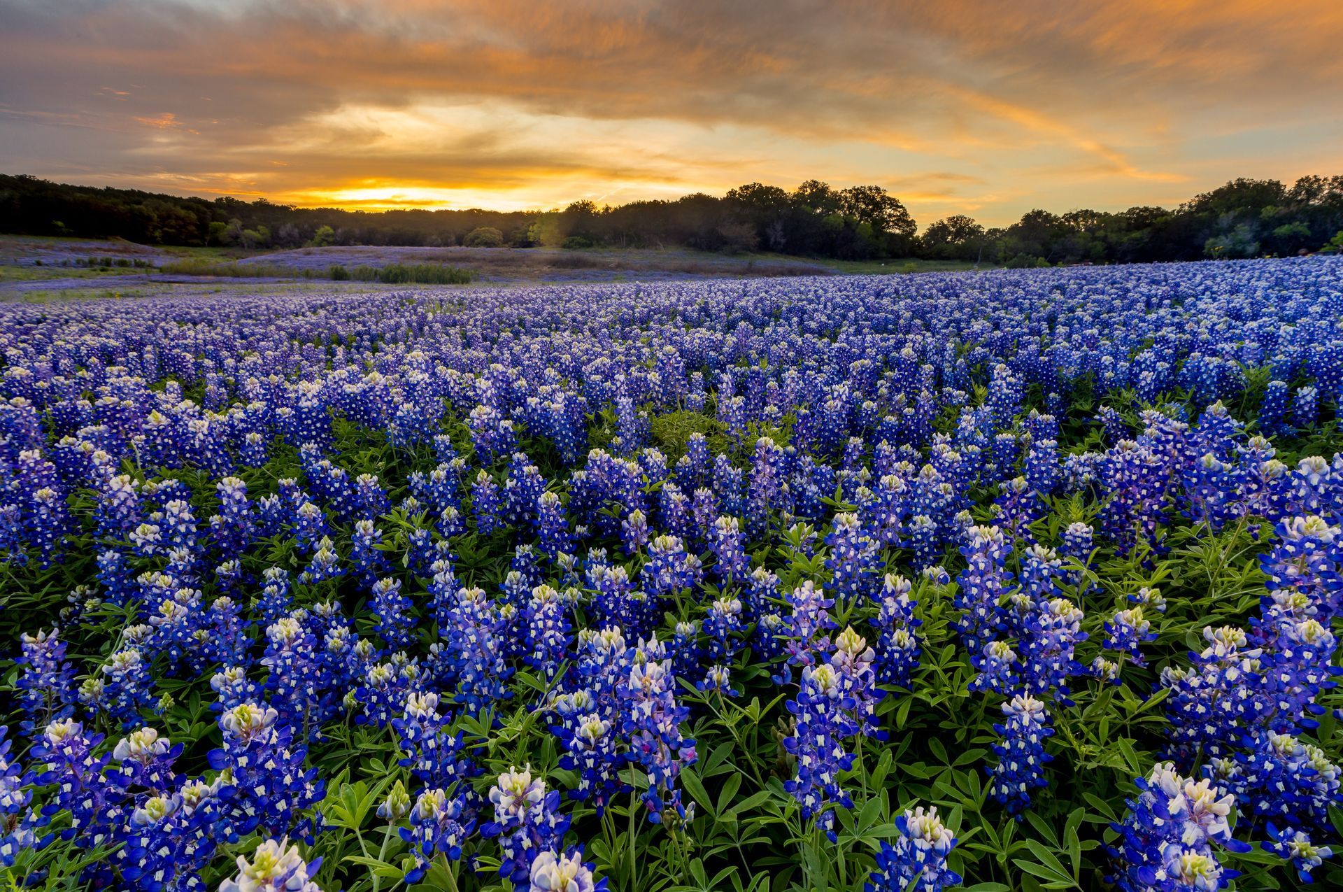 Bluebonnet field at sunset with purple wildflowers under a golden sky