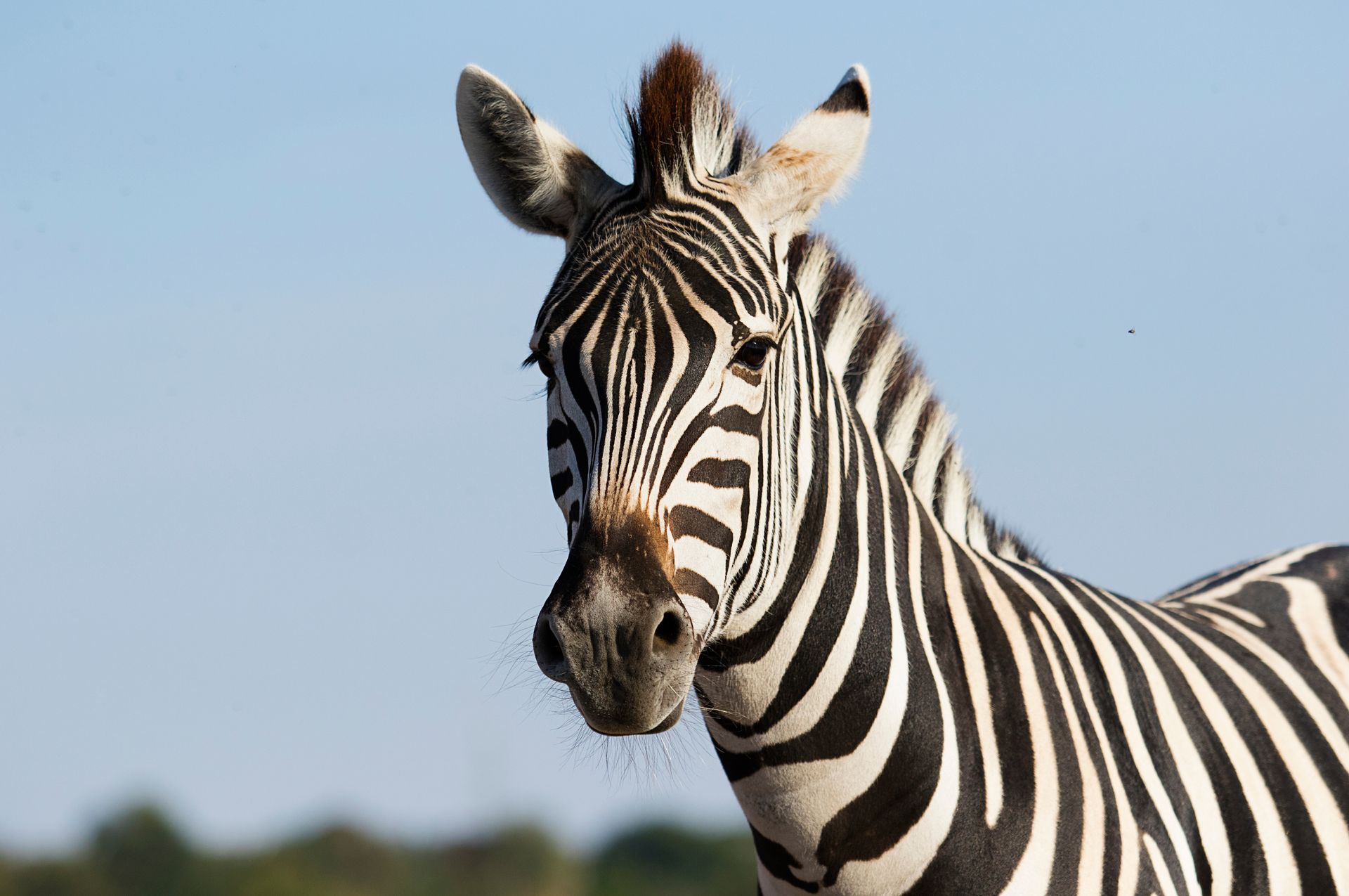 Close-up of a zebra against a clear blue sky, showing black and white stripes and upright ears
