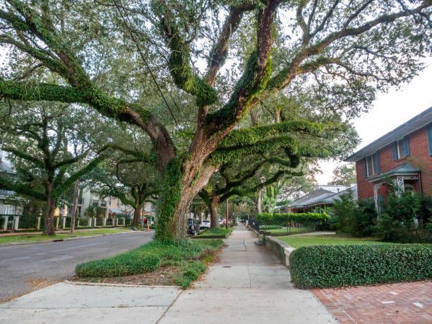 A row of trees along a sidewalk in a residential neighborhood