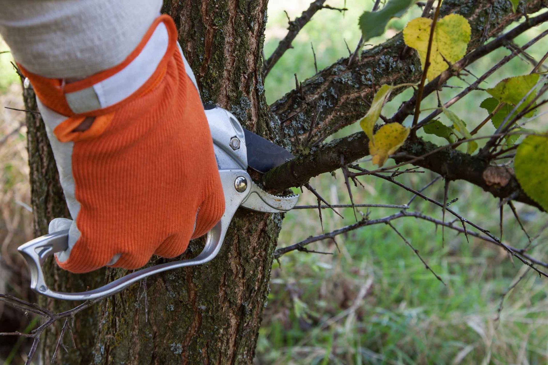 A person is cutting a tree branch with a pair of scissors.