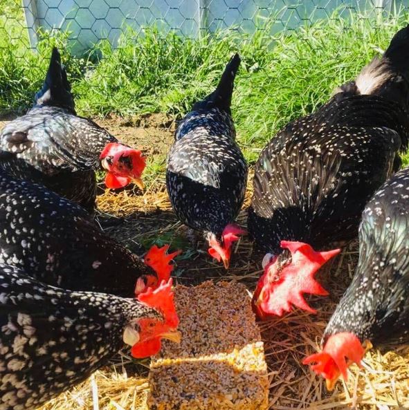 poultry pasture seed in mount barker