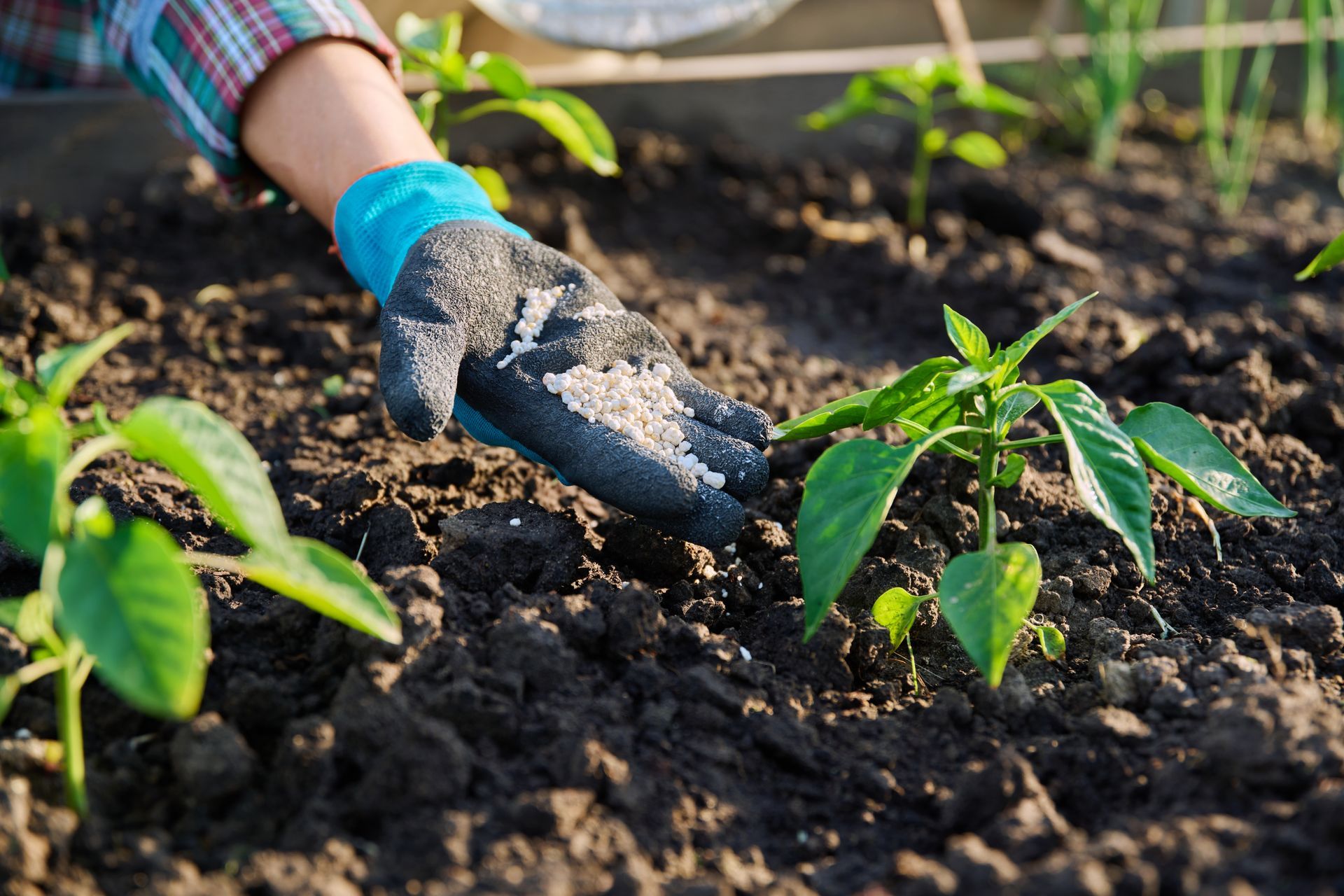 Person in gloves fertilizing young plants in a garden bed.