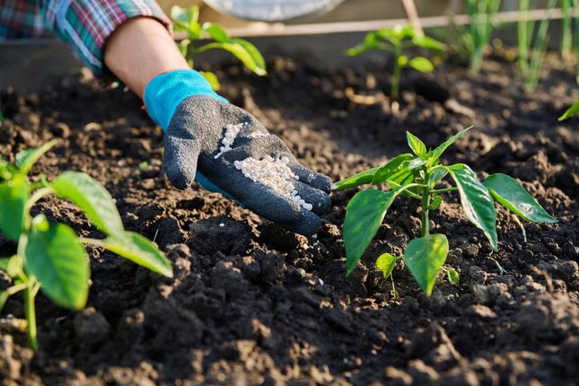 Person in gloves fertilizing young plants in a garden bed.