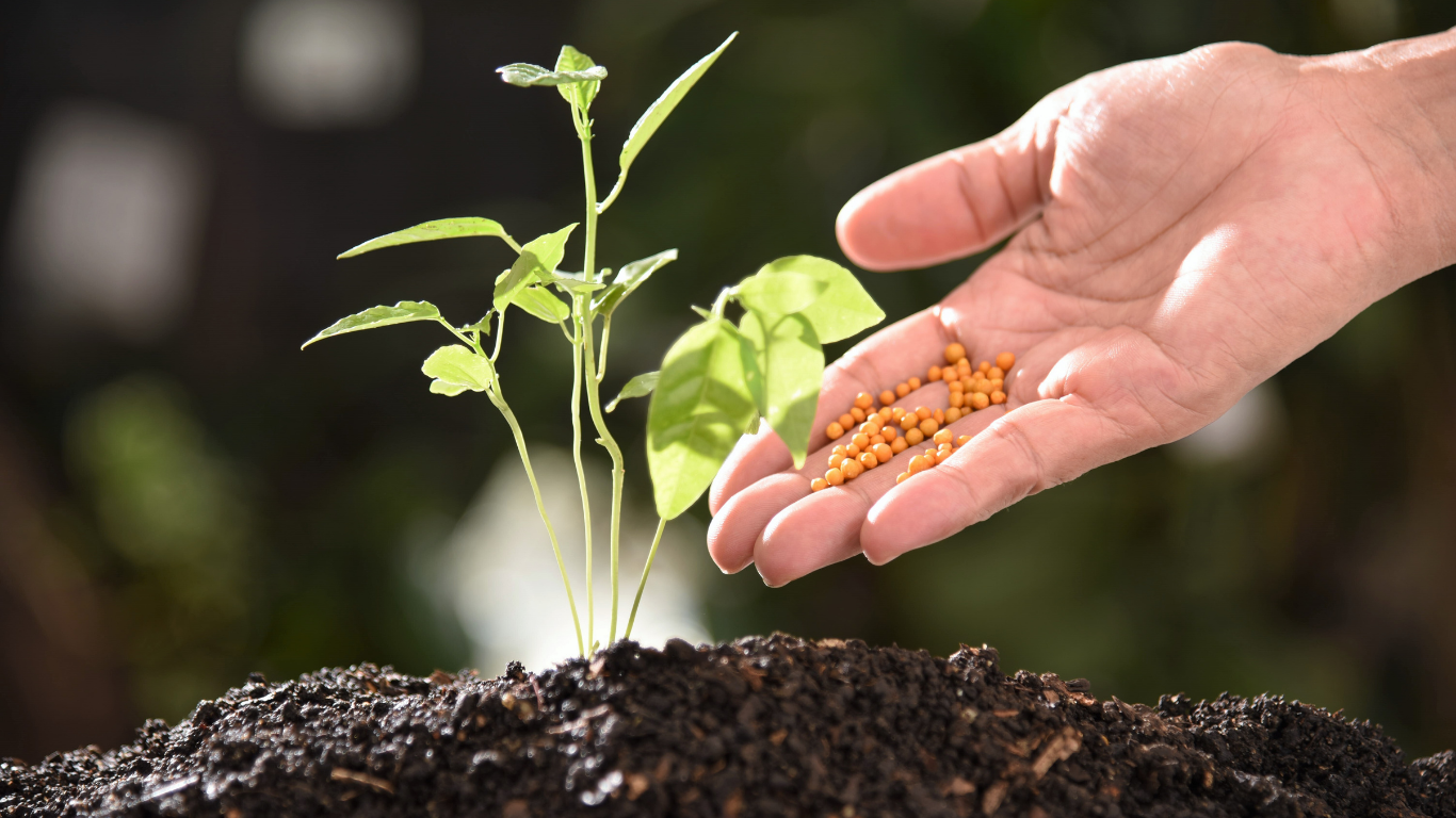 Hand sprinkling orange fertilizer on a small green plant growing in dark soil.