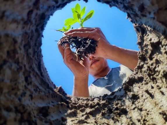 Person planting a sapling, seen from inside the hole, blue sky above.