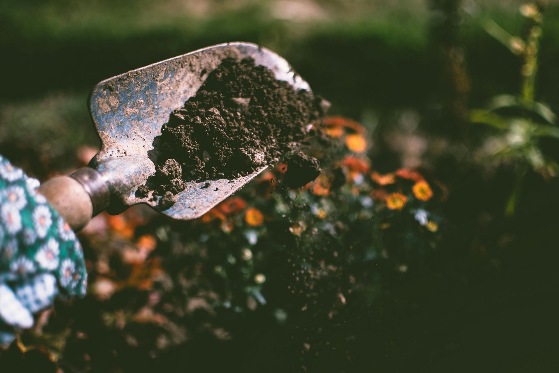 Hand scooping soil from a garden bed with a trowel, flowers in background.