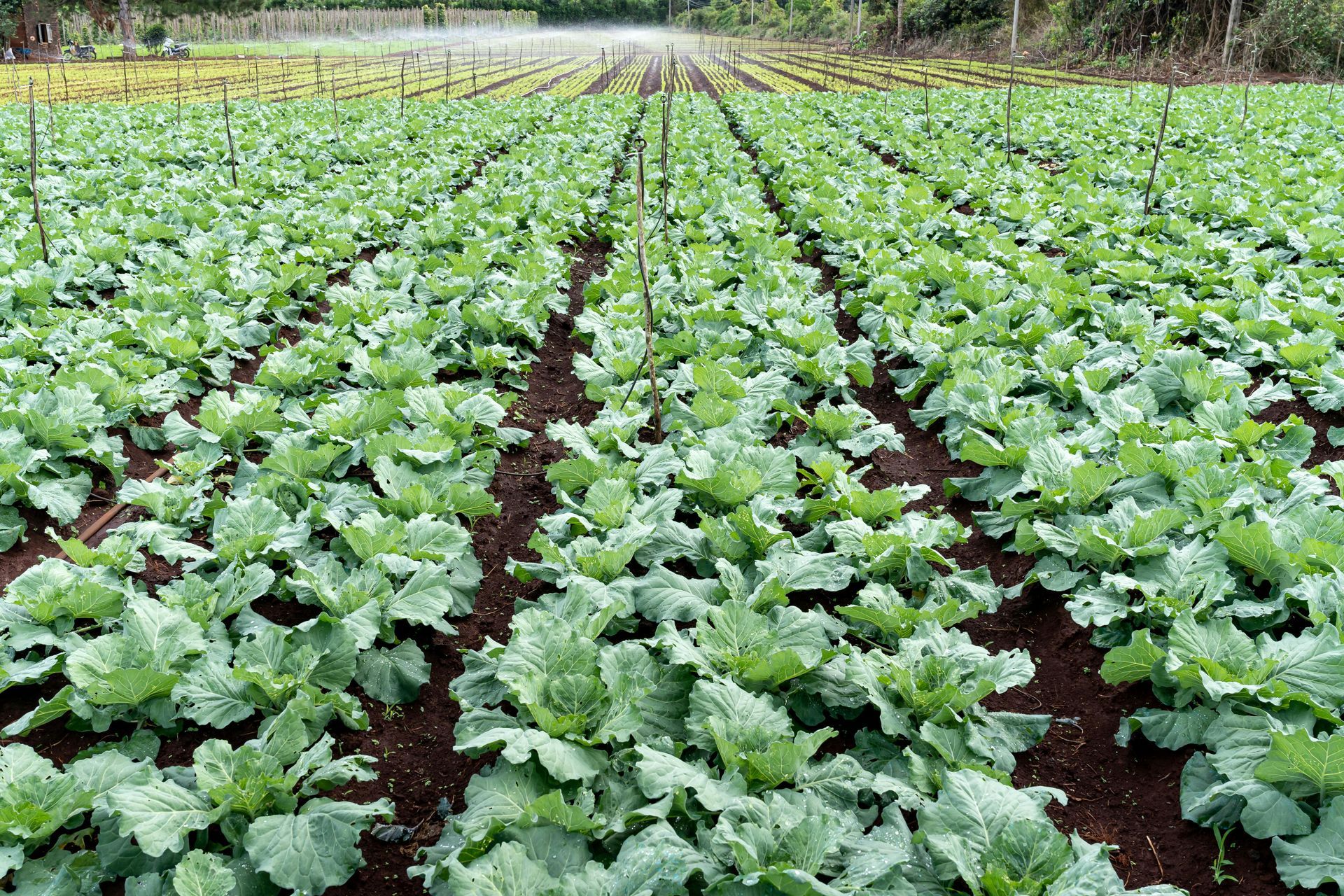 Rows of leafy green cabbages growing in a field, with a sprinkler system watering them.