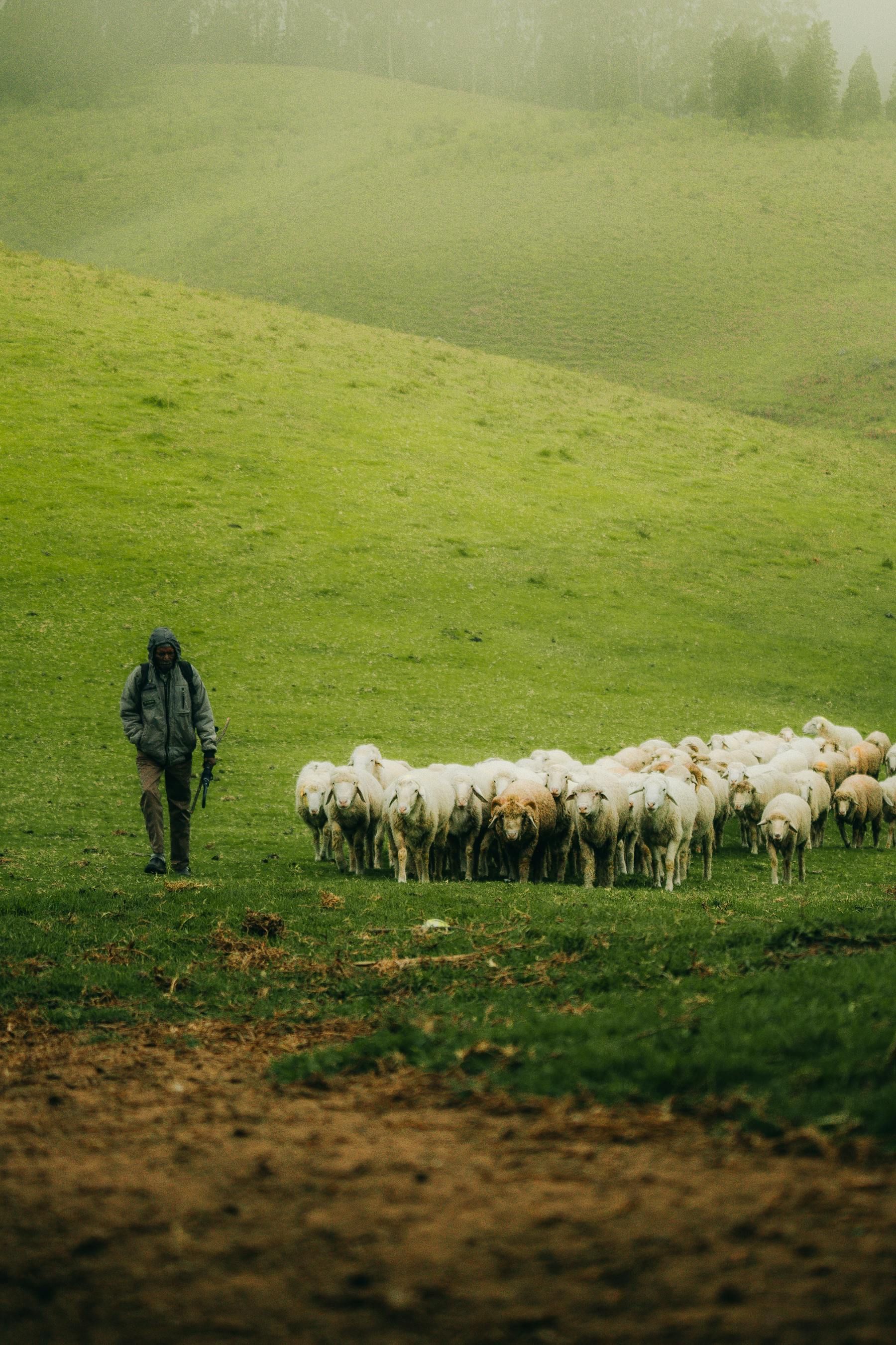 A shepherd walks through a misty, vibrant green hillside, guiding a flock of white sheep across the grass.