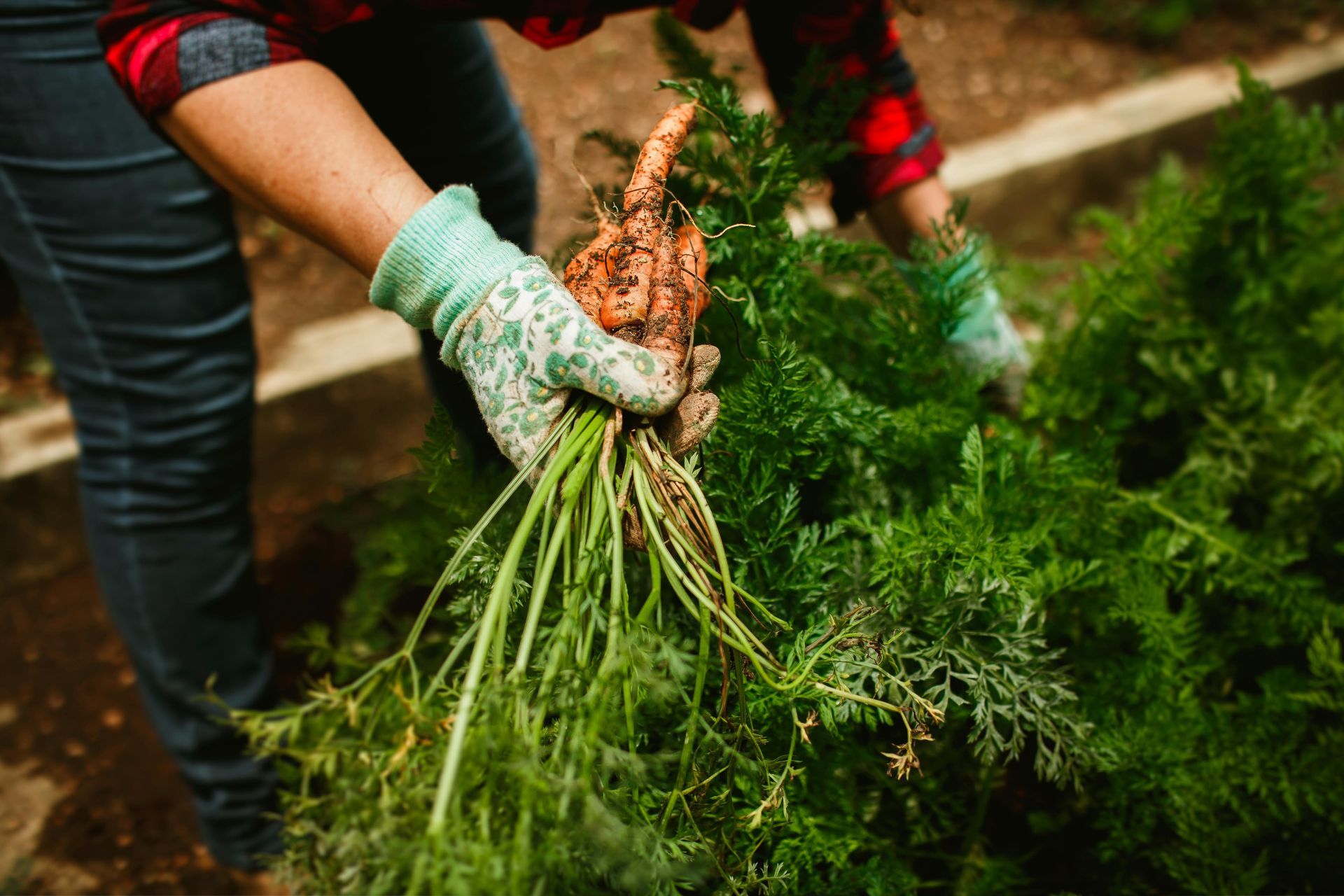 Person in gloves harvesting carrots from a garden.