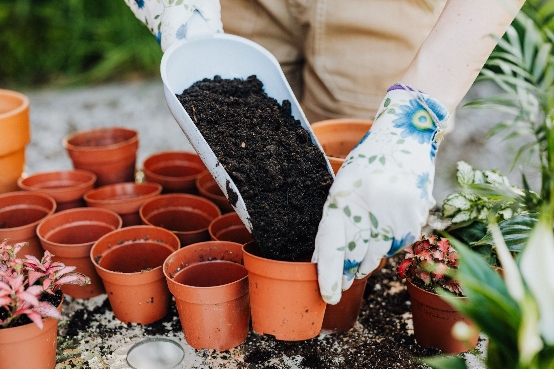 Gloved hands fill small terracotta pots with soil beside trays of seedlings outdoors