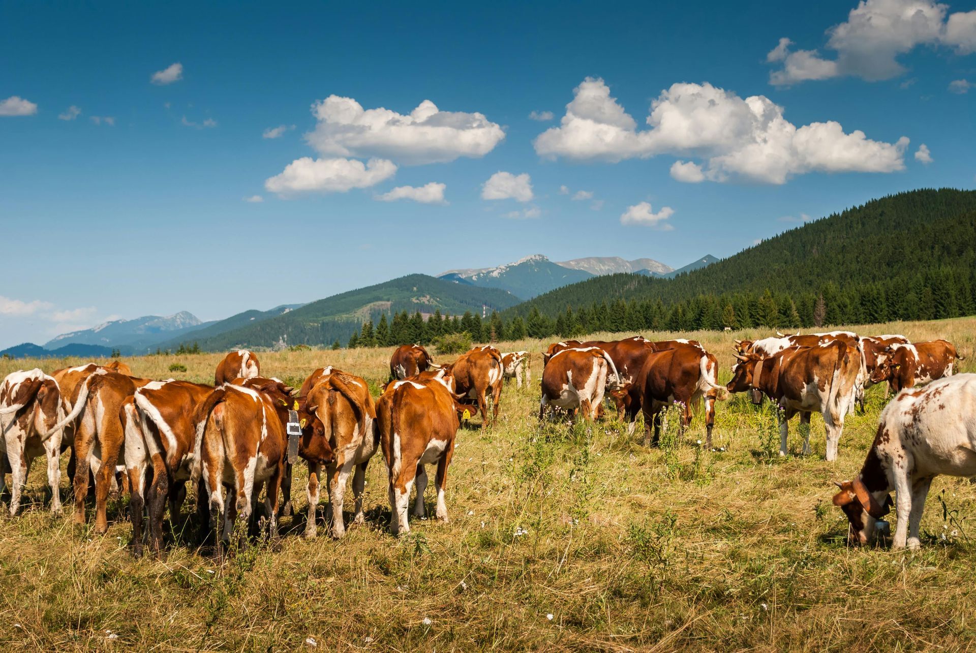 A herd of brown and white cattle graze in a sunny, dry mountain meadow under a clear blue sky.