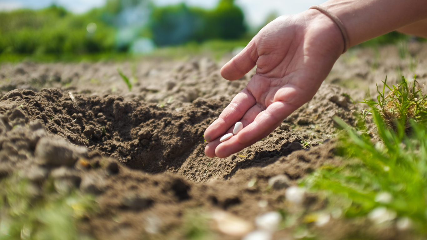 Hand planting seeds in a hole in the soil, outdoors.