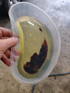 diesel bug