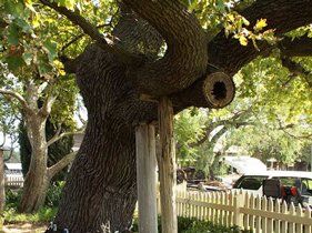 tree support