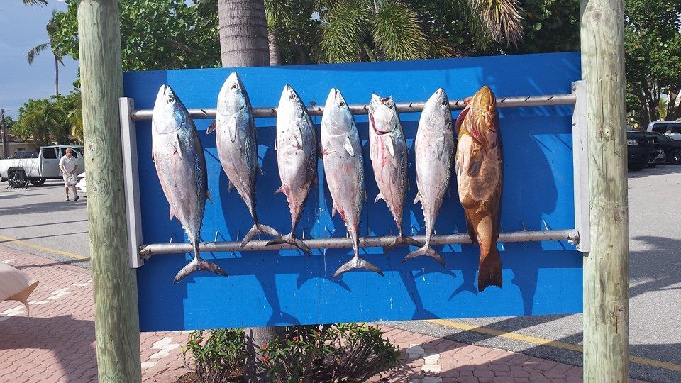 A bunch of fish are hanging on a blue sign