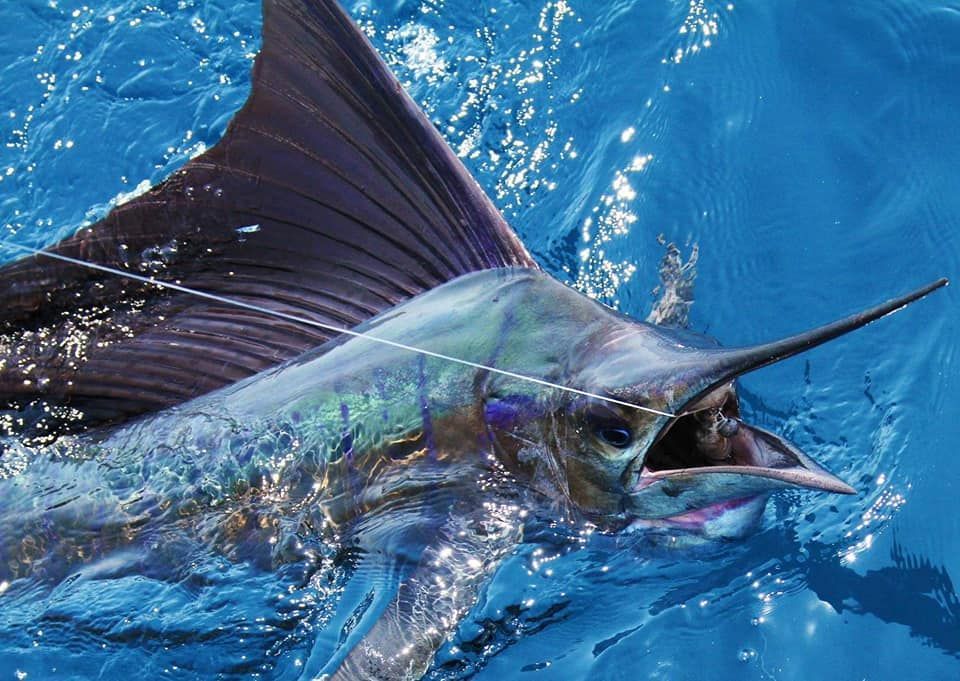 A sailfish is swimming in the ocean with its mouth open.