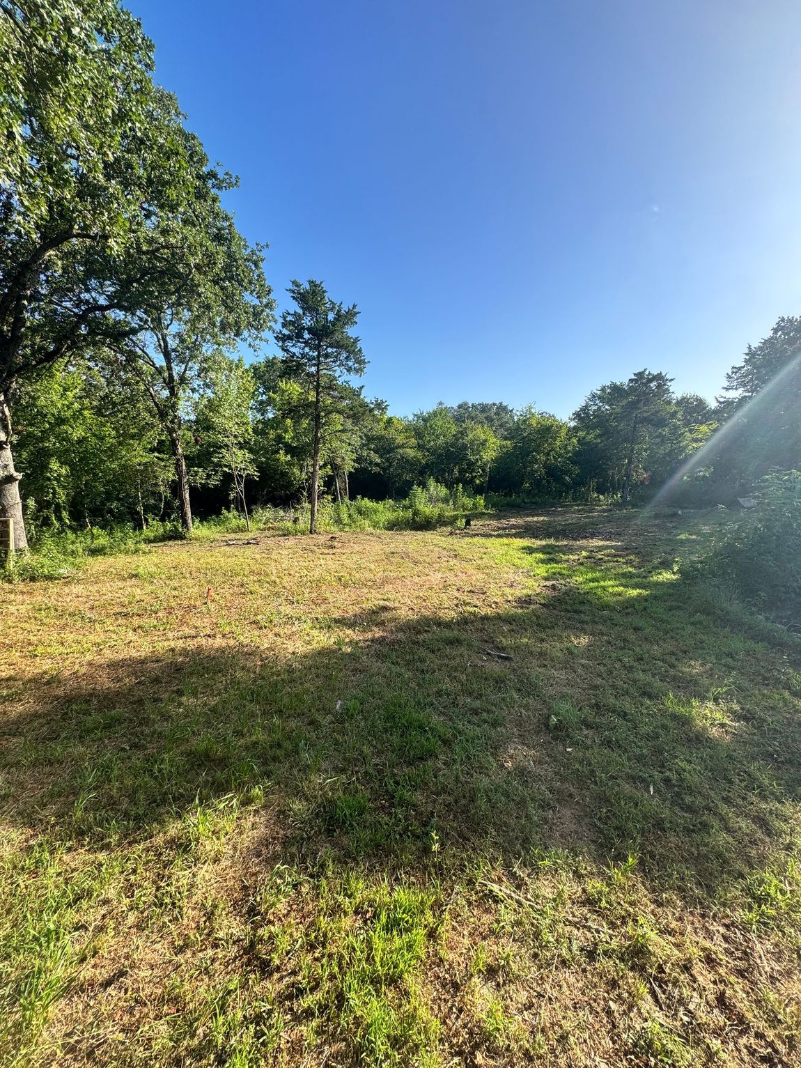 Clearing in a wooded area with trees under a blue sky, sunlight streaming in.