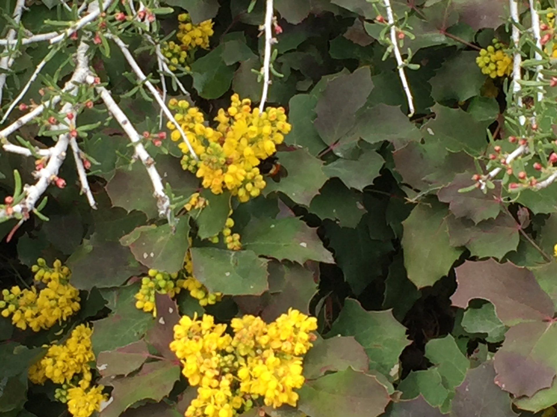 Idaho Botanical Gardens. Michael Kroth Profound Living. 
