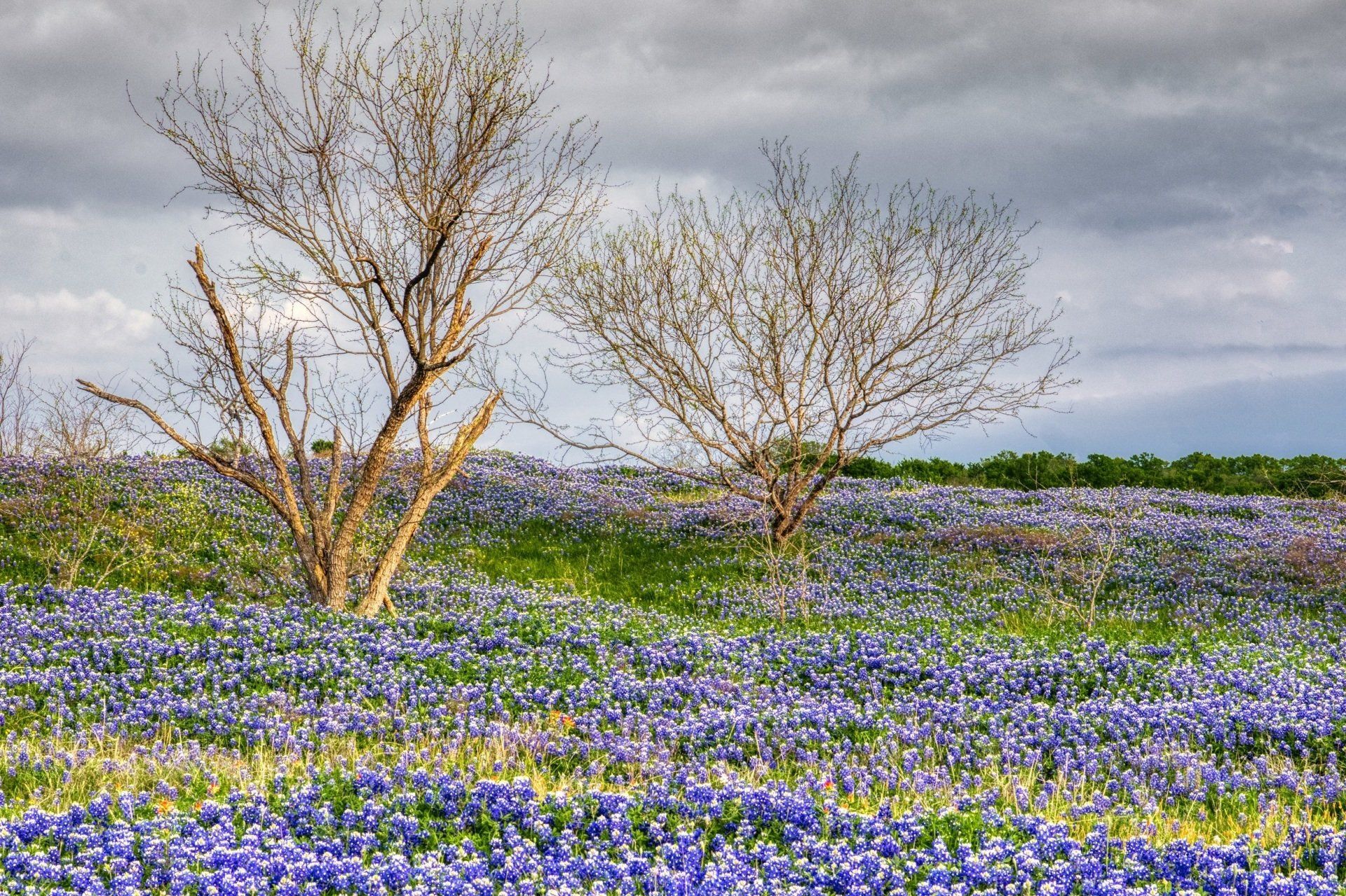 Texas Bluebonnets - Part II, Michael Kroth, Profound Living