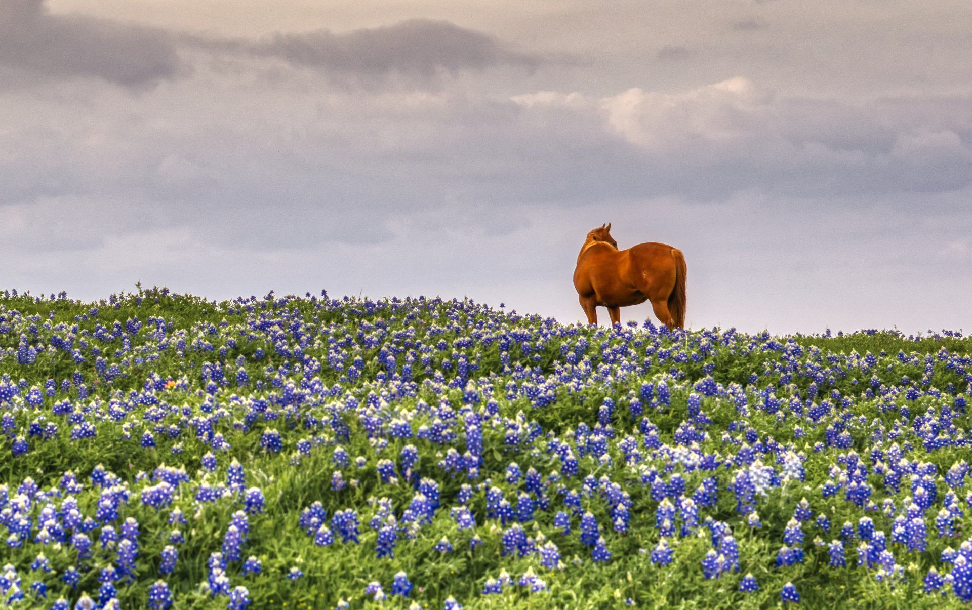 Texas Bluebonnets, Michael Kroth, Profound Living 