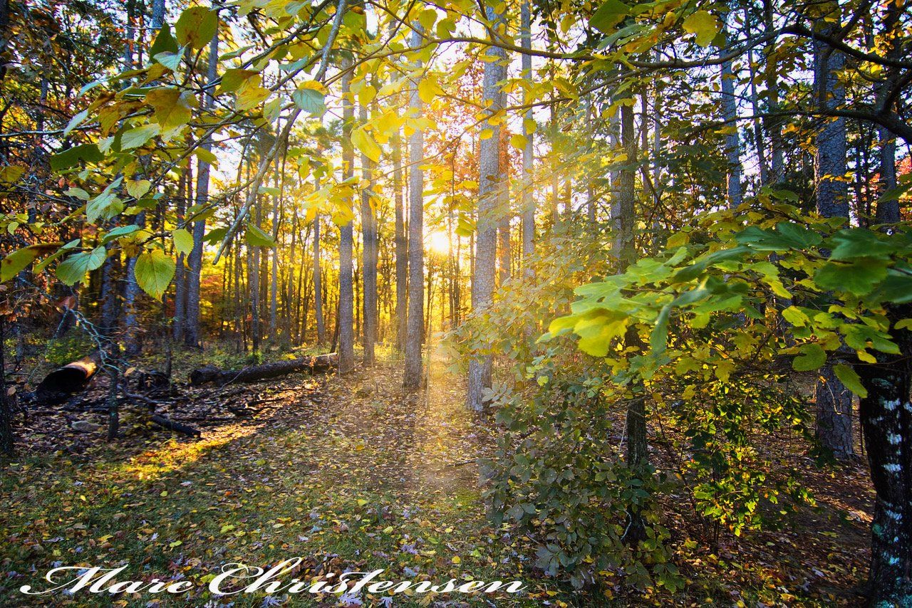 Sunlight Filtering Through Leaves Michael Kroth Profound Living