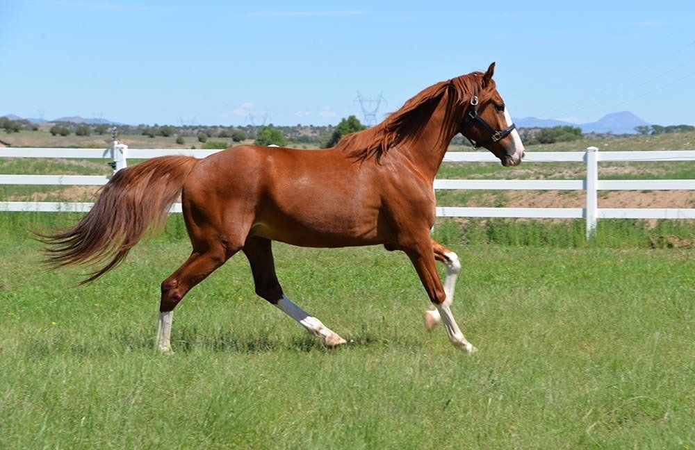 Horse Running Along The Green Grass — Chino Valley, AZ  — Los Caballos Veterinary Service