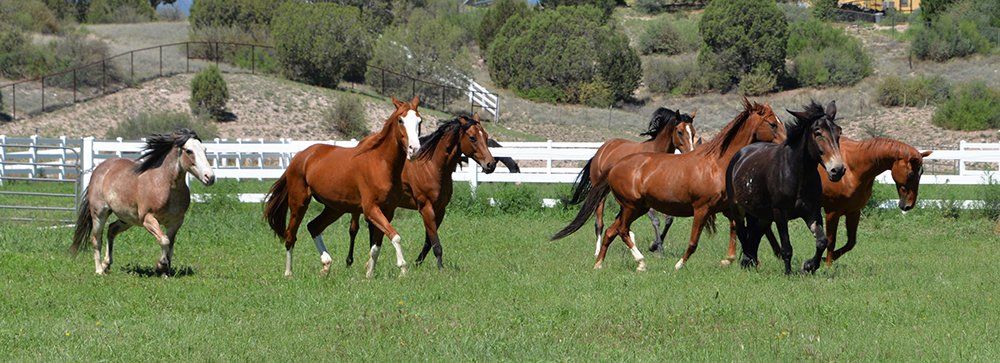 Horses On The Farm — Chino Valley, AZ  — Los Caballos Veterinary Service