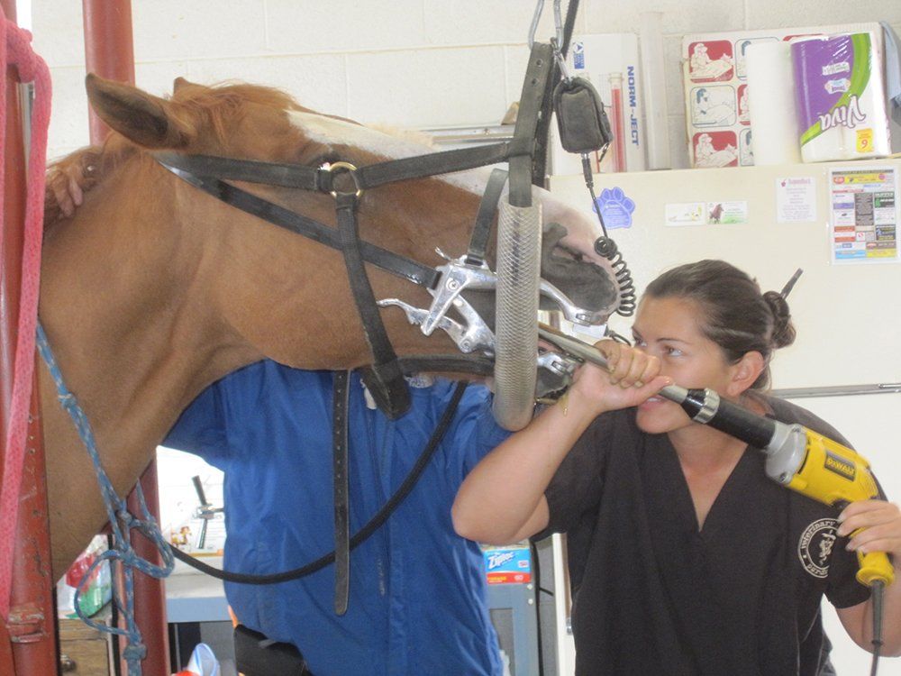 Veterinarian Checking Horse Teeth — Chino Valley, AZ  — Los Caballos Veterinary Service