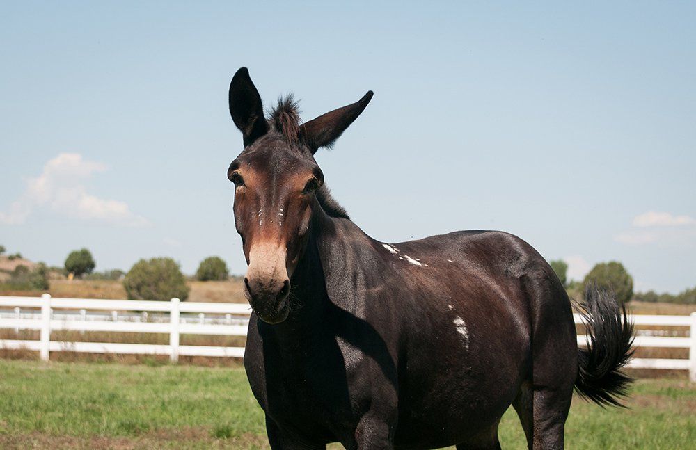 Close Up Of A Dark Brown Horse — Chino Valley, AZ  — Los Caballos Veterinary Service